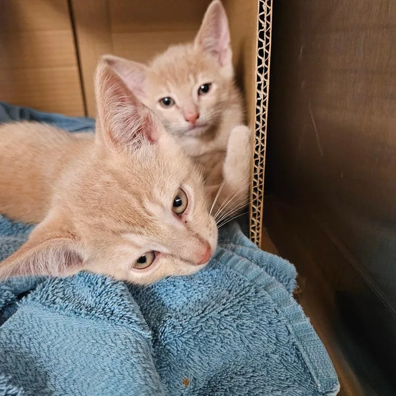 A young medium-sized male Orange / Red Domestic Short Hair cat named Milo for adoption in Midland, TX