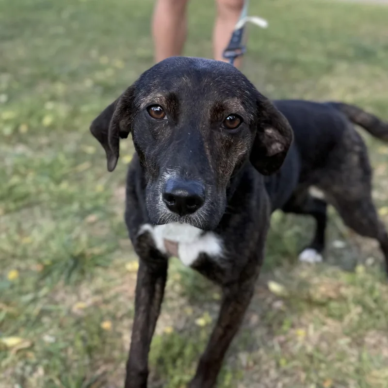 An adult medium-sized female Brindle Hound dog named Sea Salt for adoption in Columbia, SC