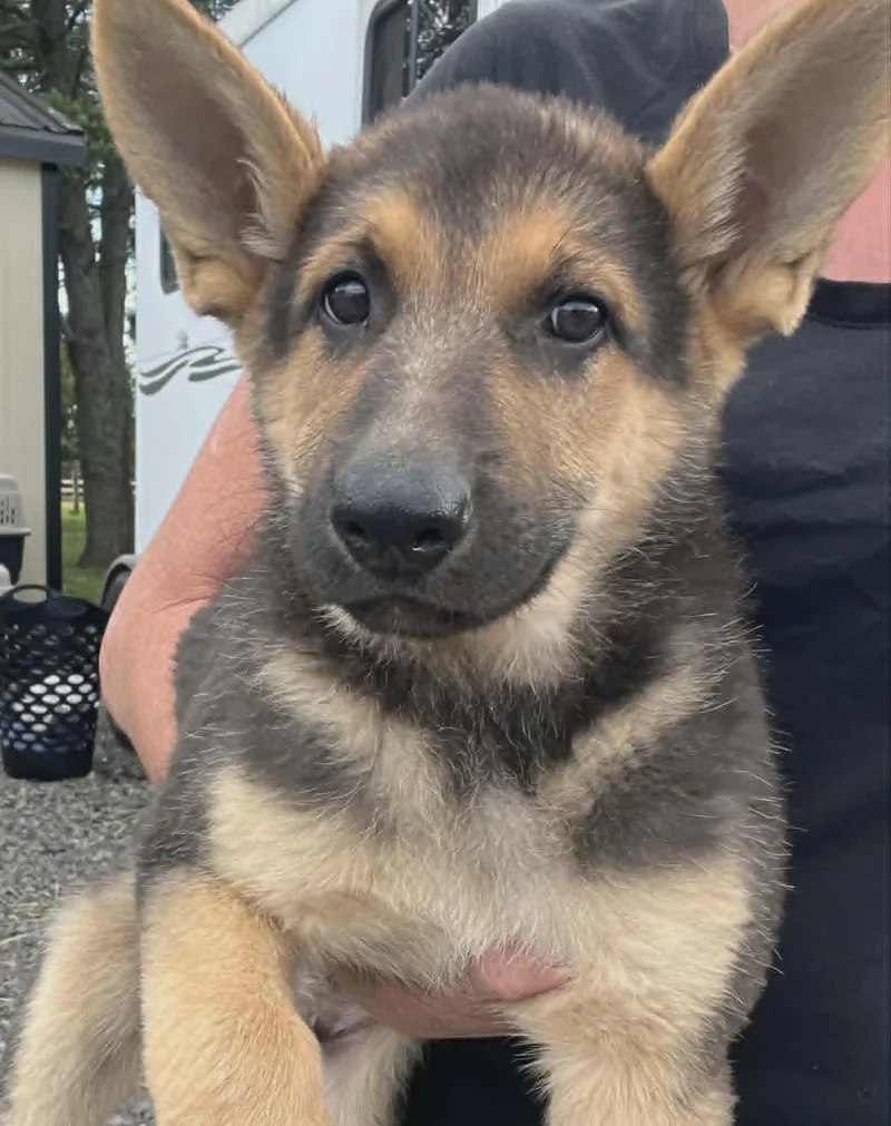 A baby medium-sized male German Shepherd Dog dog named Kaiser for adoption in Havertown, PA