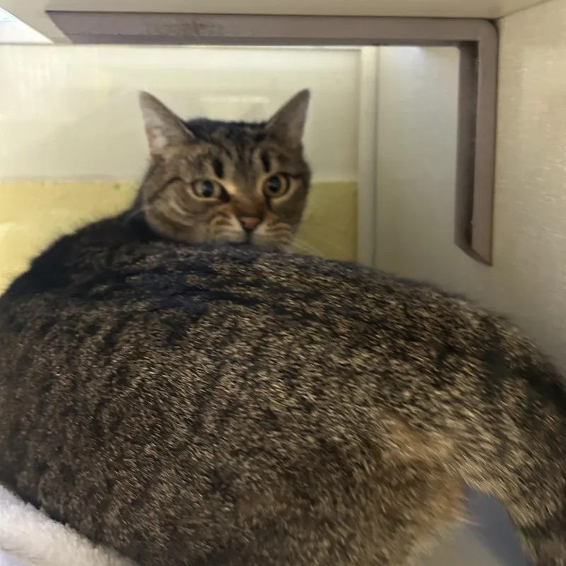 An adult medium-sized female Brown / Chocolate Domestic Short Hair cat named Moze for adoption in West Olive, MI