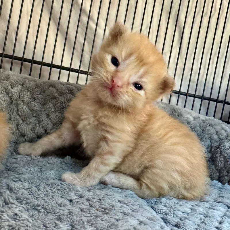 A baby small-sized male Domestic Short Hair cat named Denim for adoption in Fredericksburg, TX