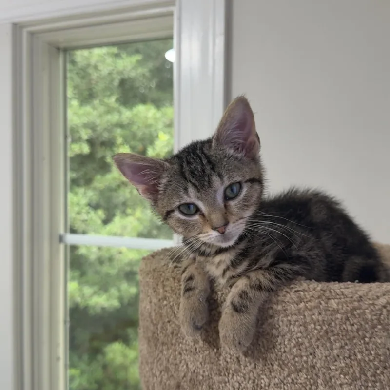 A baby small-sized male Tabby (Brown / Chocolate) Domestic Short Hair cat named Canon for adoption in Richmond, VA