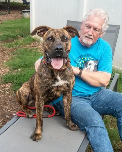 An adult large-sized female Mixed Breed dog named Burma for adoption in Chamblee, GA