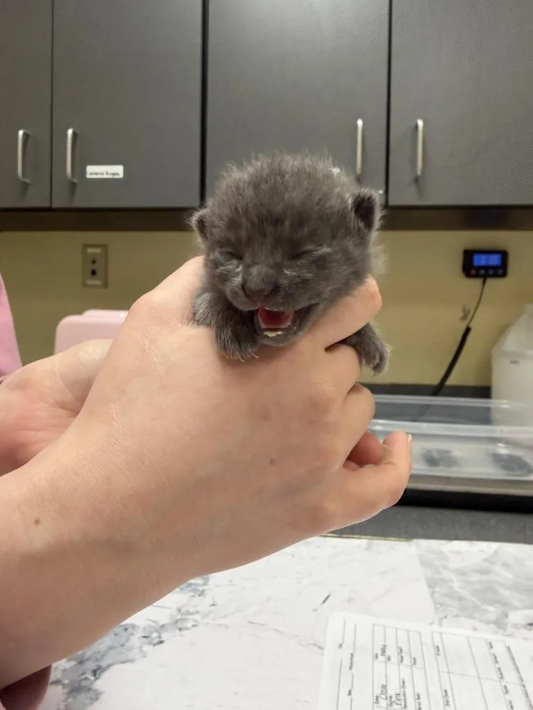 A baby medium-sized male Domestic Short Hair cat named Bermuda for adoption in Florence, SC