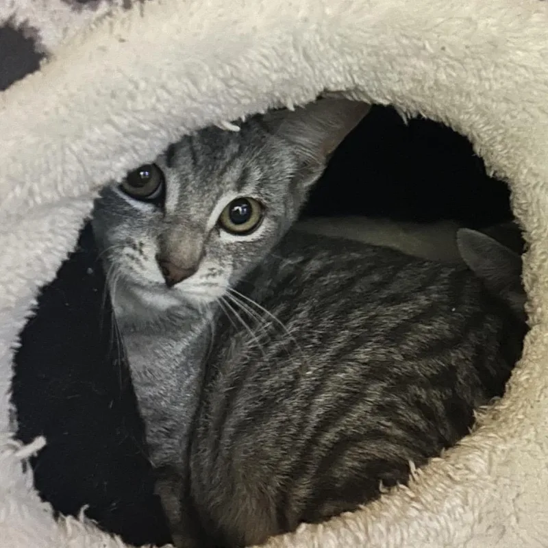 A baby small-sized female Gray / Blue / Silver Domestic Short Hair cat named Cicely for adoption in Veneta, OR