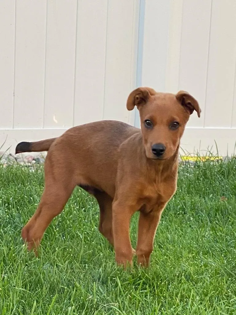 A baby medium-sized male Australian Cattle Dog / Blue Heeler dog named Joe Balooka for adoption in Fort Lupton, CO