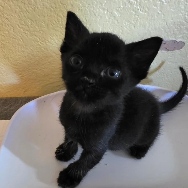 A baby small-sized male Black Domestic Short Hair cat named Venom for adoption in Escondido, CA