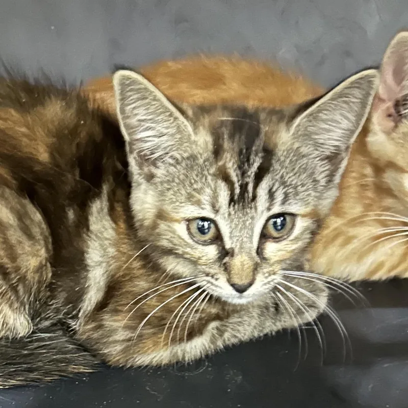 A baby small-sized female Domestic Short Hair cat named Kammie for adoption in Corbin, KY