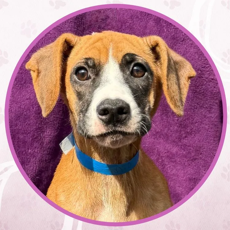 A baby small-sized female Tricolor (Brown, Black, & White) Mixed Breed dog named Oatmeal for adoption in Toms River, NJ