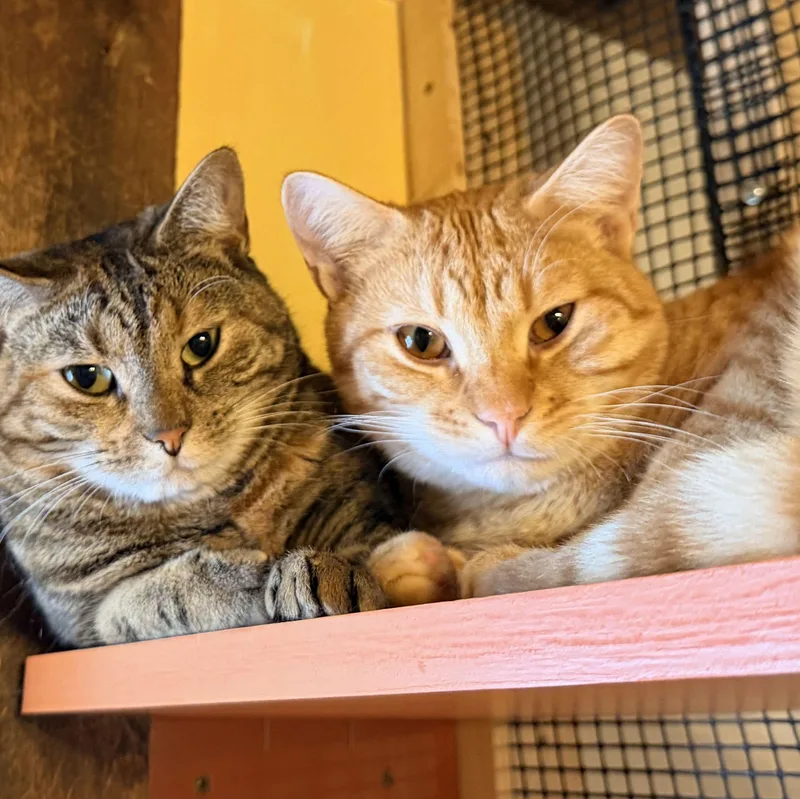 A young medium-sized female Tabby (Gray / Blue / Silver) Domestic Short Hair cat named Kit for adoption in Wells, ME
