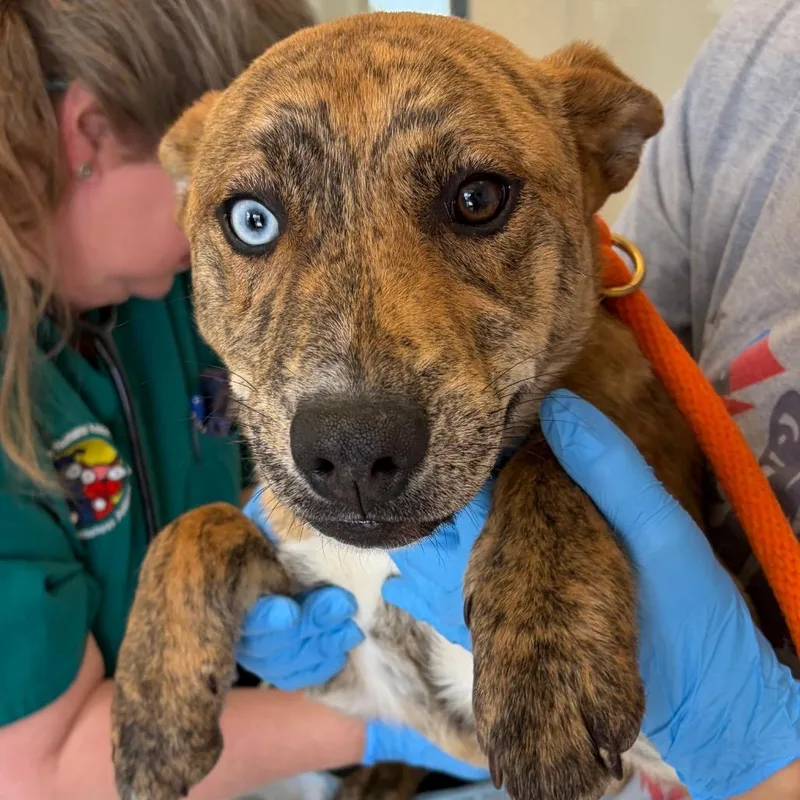 A baby medium-sized male Yellow / Tan / Blond / Fawn Mountain Cur dog named Biscuit for adoption in Nashville, TN