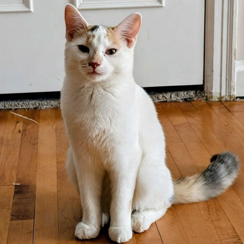 Sweet Pea thumbnail 4