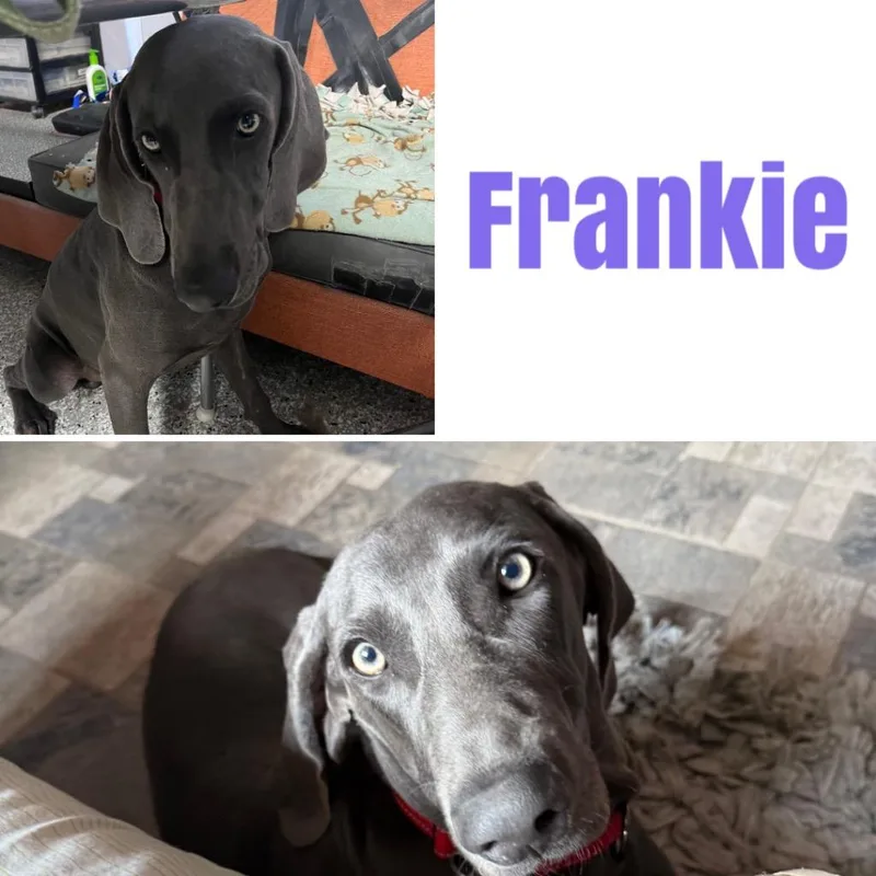 Frankie