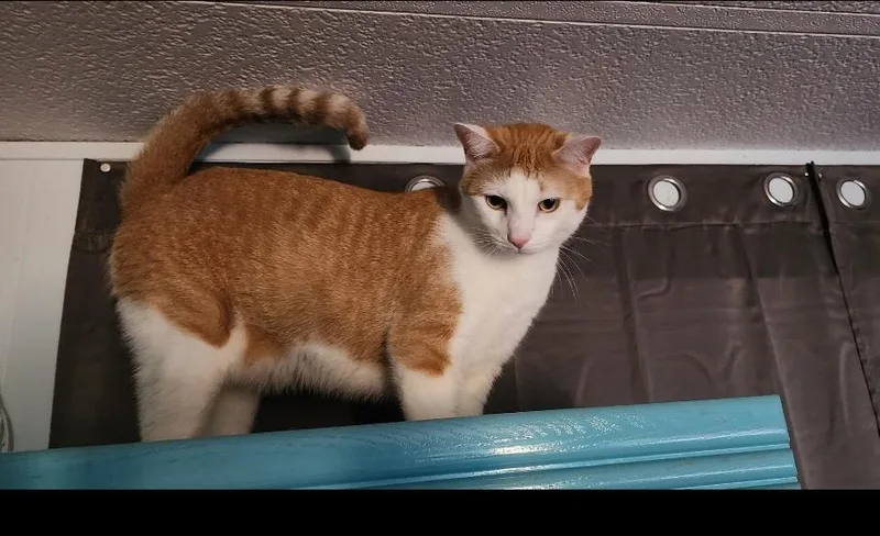 An adult medium-sized male Domestic Short Hair cat named Pluto for adoption in Blaine, MN
