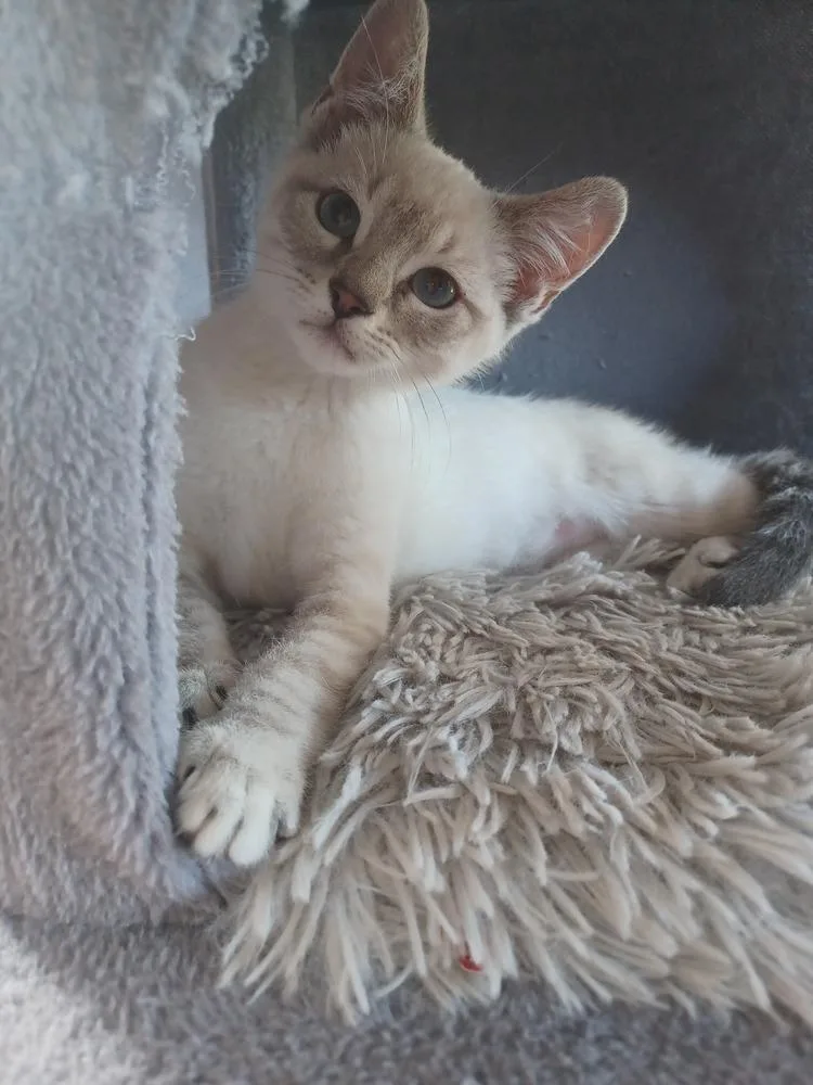 A baby medium-sized male Siamese cat named Raja for adoption in Pinole, CA