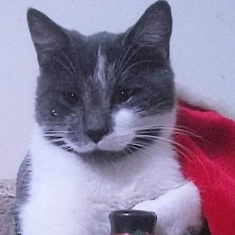 An adult medium-sized male Gray / Blue / Silver Domestic Short Hair cat named Maceman for adoption in Rochester, MN