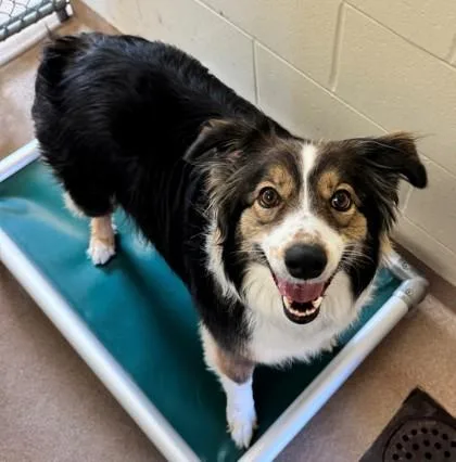Bindi