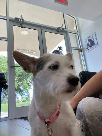 An adult small-sized female Parson Russell Terrier dog named Cottage Cheese for adoption in Daytona Beach, FL