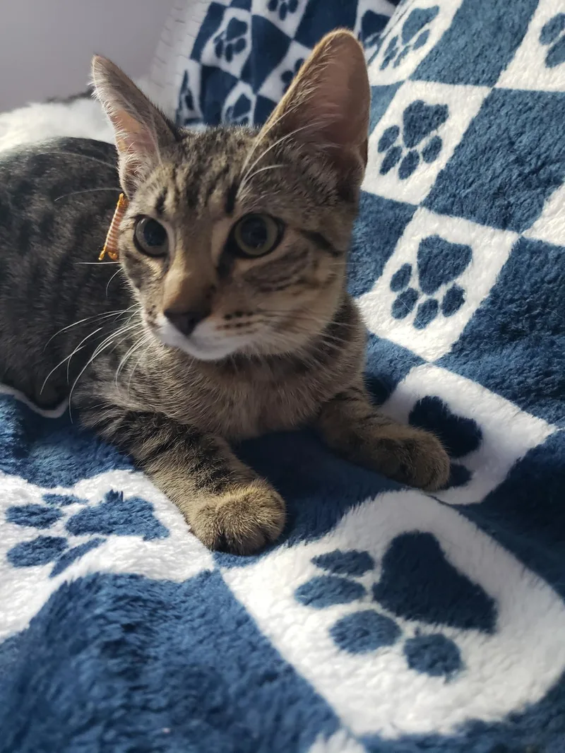 Mr. Gray thumbnail 2