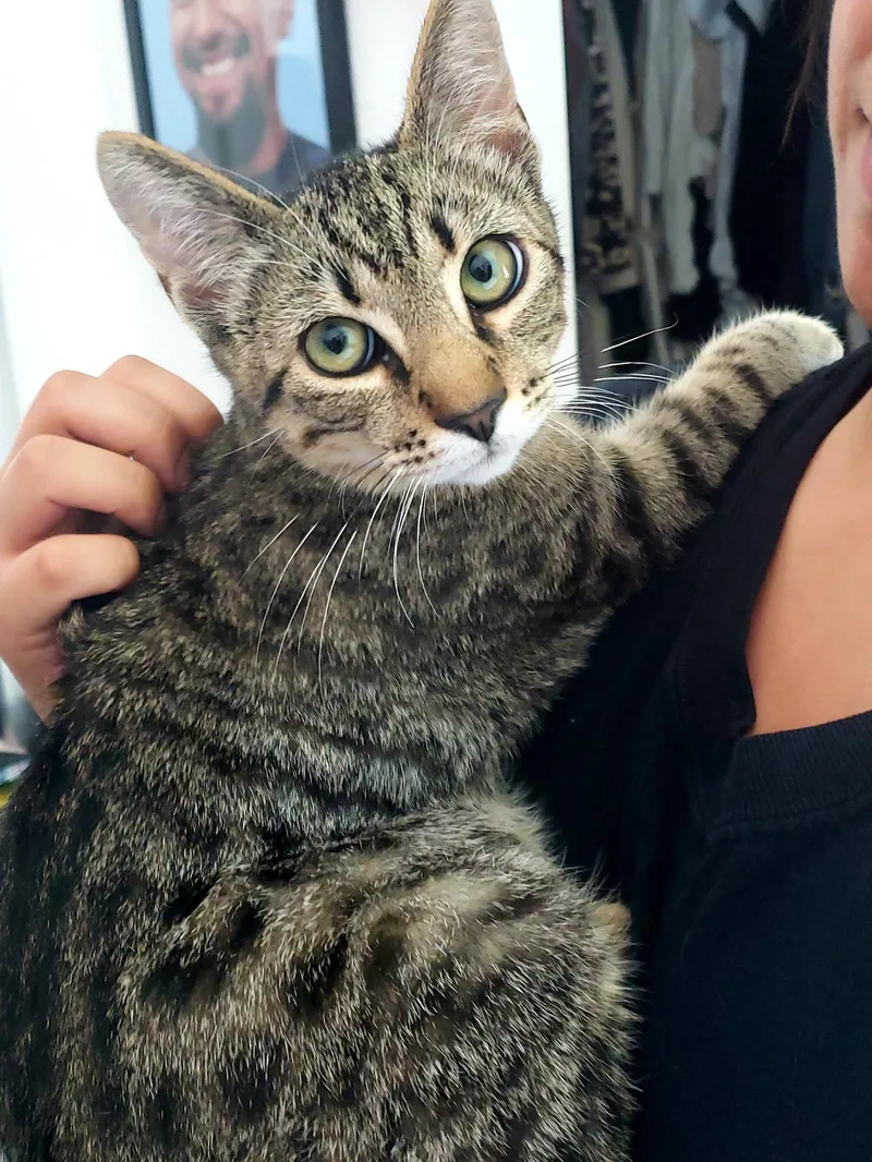 Mr. Gray thumbnail 3