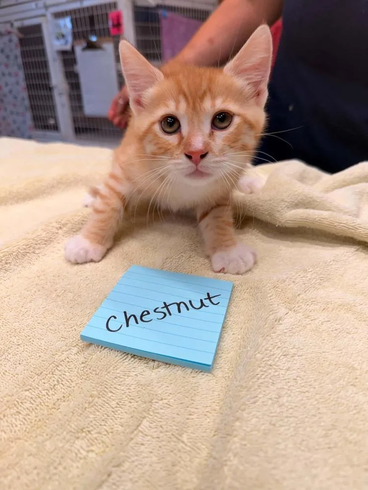 A baby small-sized male Tabby (Orange / Red) Domestic Short Hair cat named Chestnut for adoption in Vancouver, WA