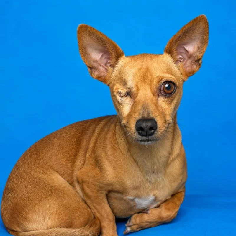 An adult small-sized female Chihuahua dog named Twinkieone eyed sweetie for adoption in Hondo, TX