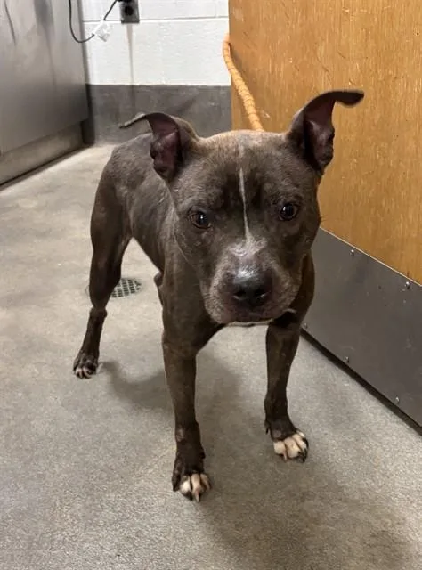 An adult small-sized female Pit Bull Terrier dog named Ashley for adoption in Upper Marlboro, MD