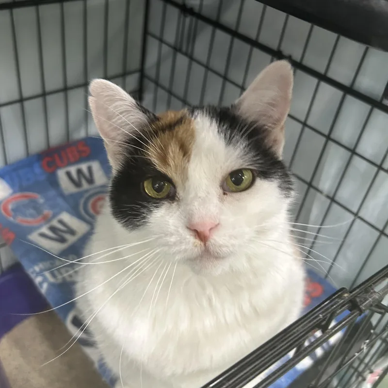 A senior large-sized female Calico Domestic Short Hair cat named Sky for adoption in Mokena, IL