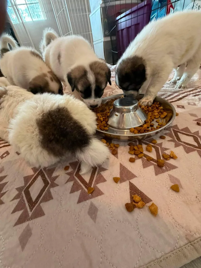 Gampr Puppies