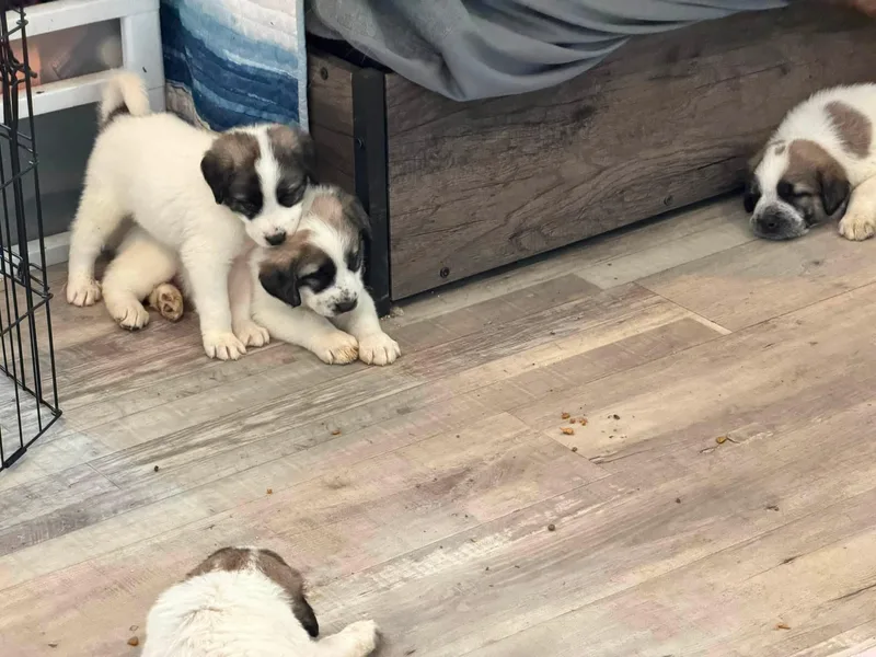 Gampr Puppies thumbnail 2