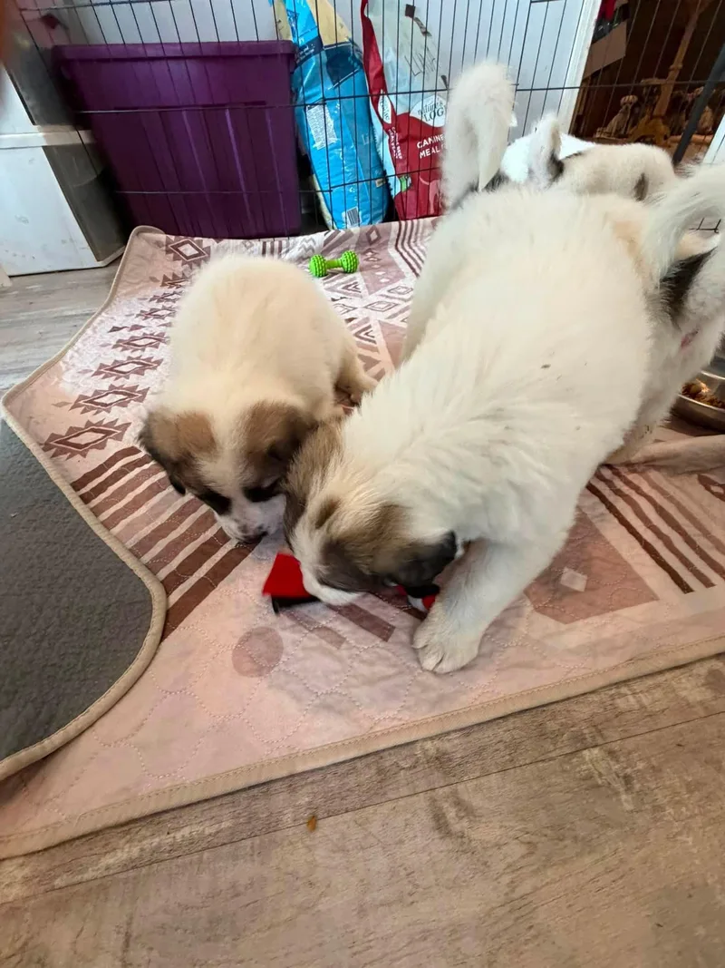 Gampr Puppies thumbnail 3