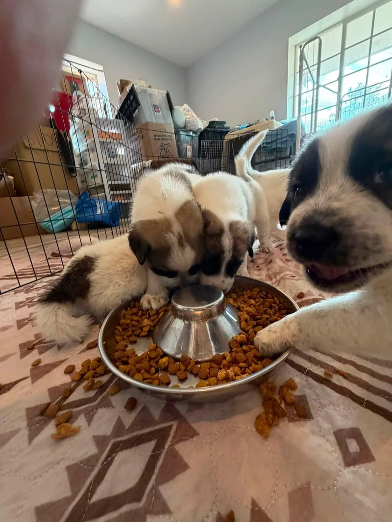 Gampr Puppies thumbnail 4