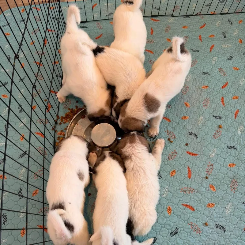 Gampr Puppies thumbnail 5