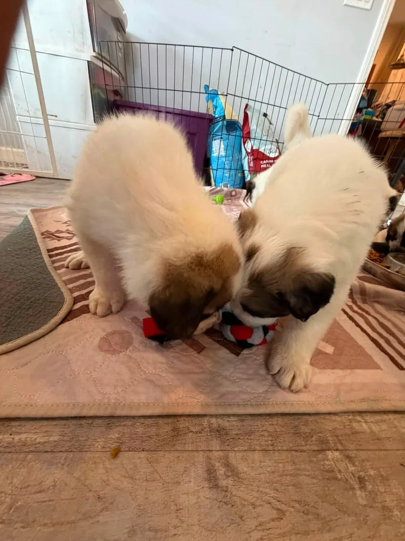 Gampr Puppies thumbnail 6