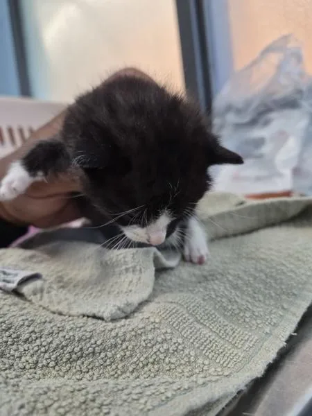 A baby small-sized male Domestic Short Hair cat named Kc for adoption in Lawrenceville, GA