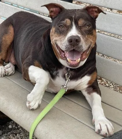 An adult extra large-sized female Mixed Breed dog named Hollie for adoption in Pensacola, FL