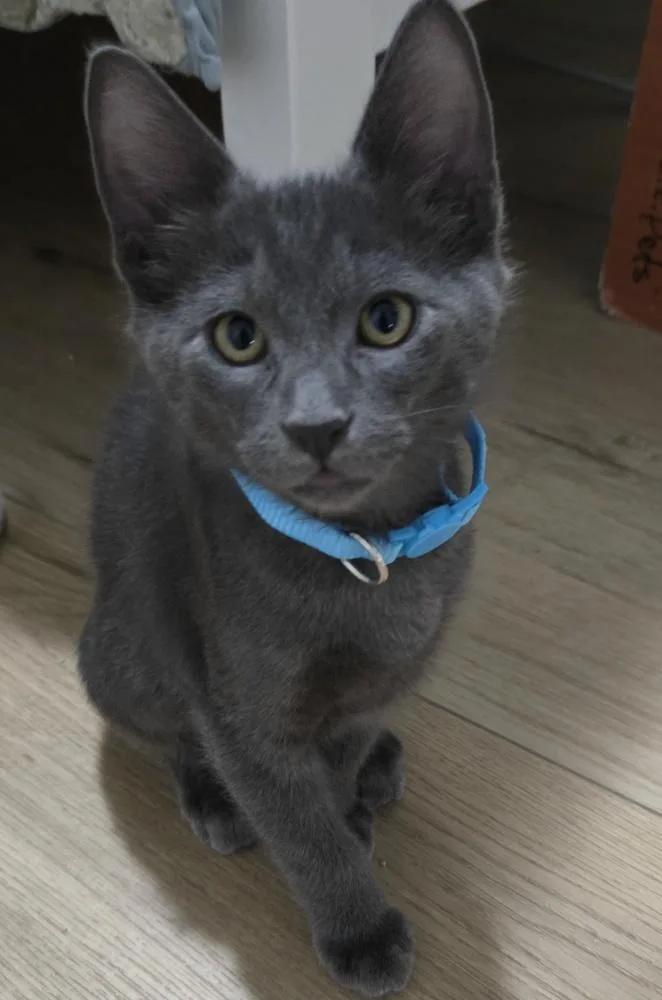 A baby small-sized male Gray / Blue / Silver Domestic Short Hair cat named Boo Berry Crunch for adoption in Dallas, TX