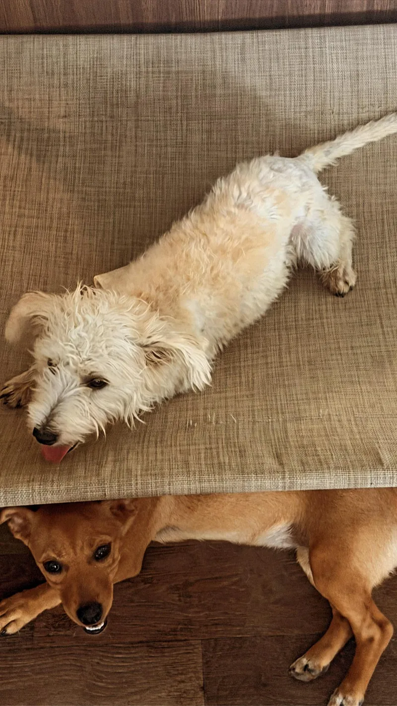 An adult small-sized male Apricot / Beige West Highland White Terrier / Westie dog named Winston for adoption in Inez, TX