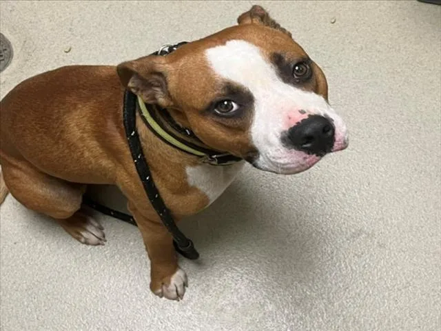 A young medium-sized male Pit Bull Terrier dog named Claythan for adoption in Chapel Hill, NC