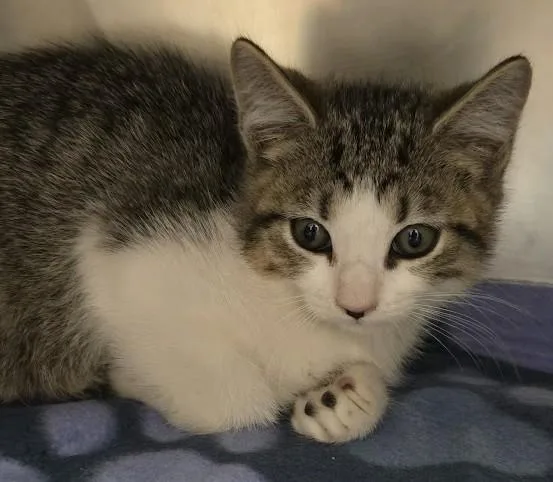 A young small-sized female Domestic Short Hair cat named Wren for adoption in North Myrtle Beach, SC