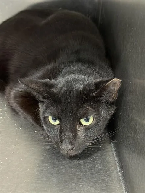 A young large-sized male Domestic Short Hair cat named Coffee for adoption in Upper Marlboro, MD