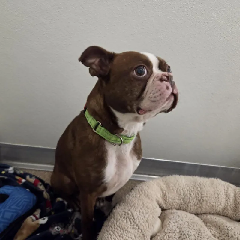 An adult medium-sized male Brown / Chocolate Boston Terrier dog named Easton for adoption in Ballston Spa, NY
