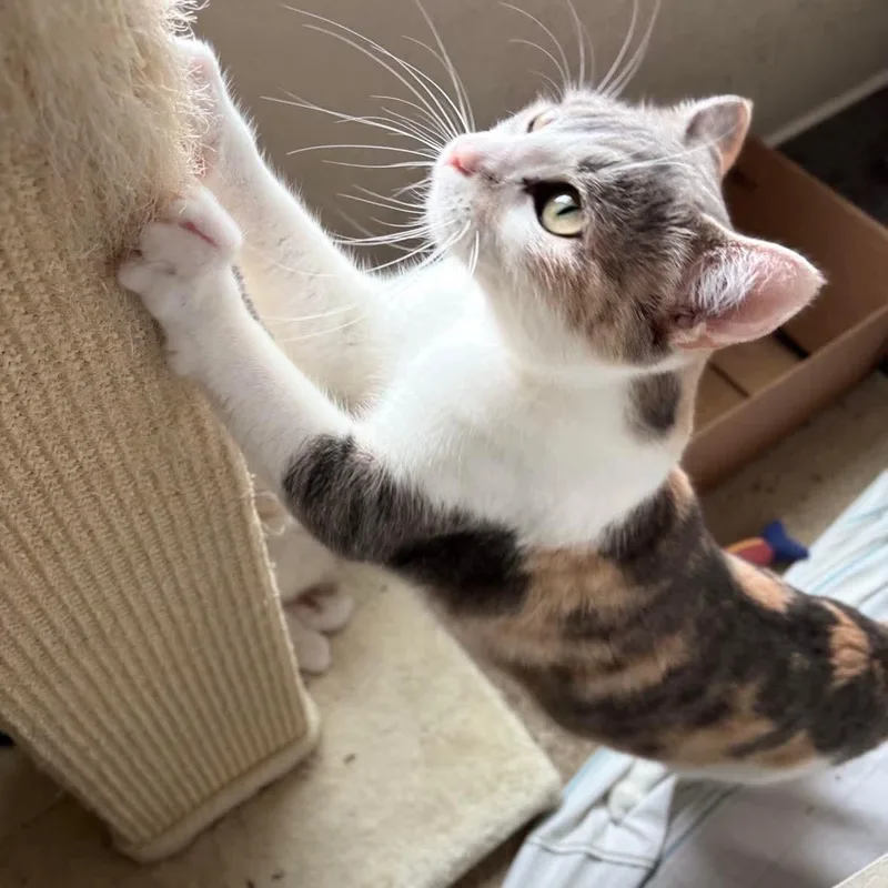 Penelope thumbnail 2