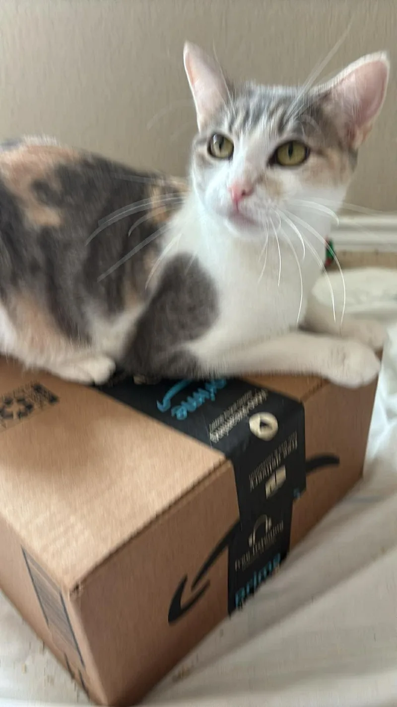 Penelope thumbnail 3