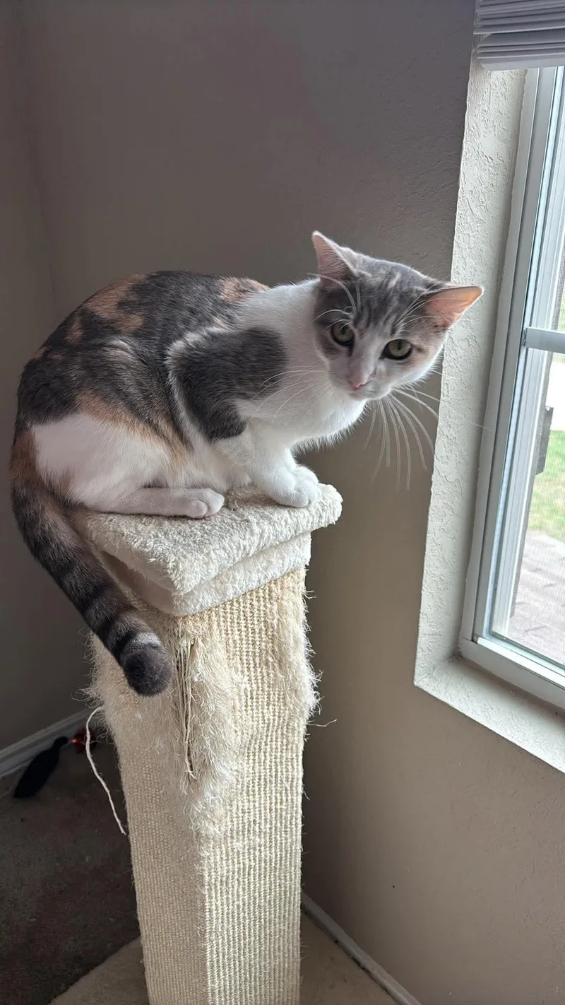 Penelope thumbnail 4