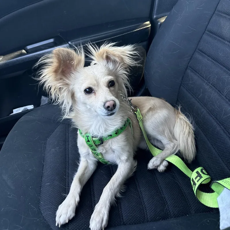 An adult small-sized male Yellow / Tan / Blond / Fawn Chihuahua dog named Chiquito for adoption in Gilbert, AZ
