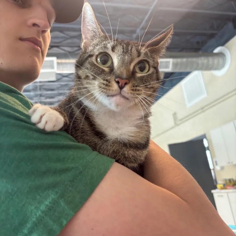 An adult large-sized female Brown / Chocolate Domestic Short Hair cat named Fanda for adoption in Huntington, WV