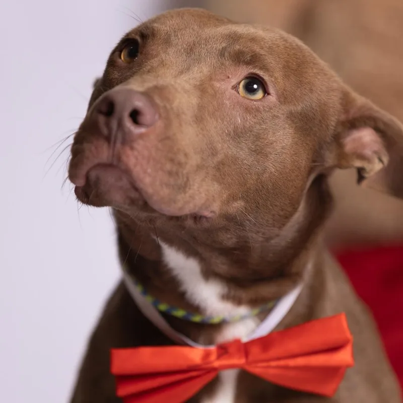 An adult medium-sized male Yellow / Tan / Blond / Fawn Mixed Breed dog named Brownie for adoption in Chattanooga, TN