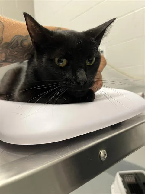 An adult medium-sized female Domestic Short Hair cat named Tam for adoption in Indianapolis, IN