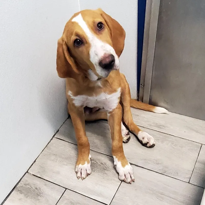 A baby medium-sized male Golden Hound dog named Thumper for adoption in Denison, TX